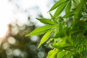 marijuana possession in Illinois, Orland Park criminal lawyer