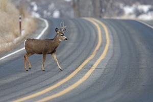deer crashes in Illinois, Orland Park personal injury lawyer